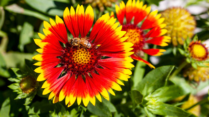 bee at work on a red and yellow petaled flower