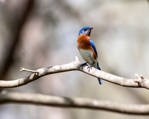 portrait of a bluebird perched on a branch