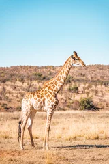 Keuken foto achterwand Lichtblauw Giraffen kudde familie met baby eet in de Zuid-Amerikaanse savanne in een schilderachtig landschap met gouden gras kijkend naar de toerist tijdens een sfeervolle zonsondergang op safari
