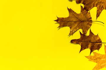 abstract autumn leaf background with place for your text