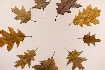 abstract autumn leaf background with place for your text