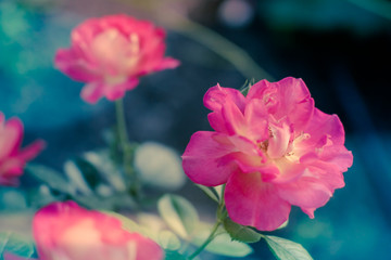 Pink roses bush with magical light in the summer garden. Selective focus, blurry background