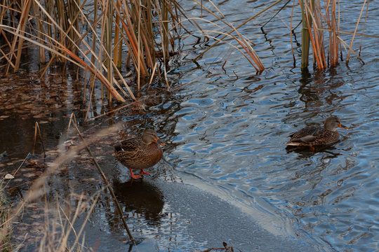 Ducks on the lake among dry grass