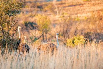 Ostrich herd in South African Savane in a picturesque landscape with golden grass during a moody sunset on safari