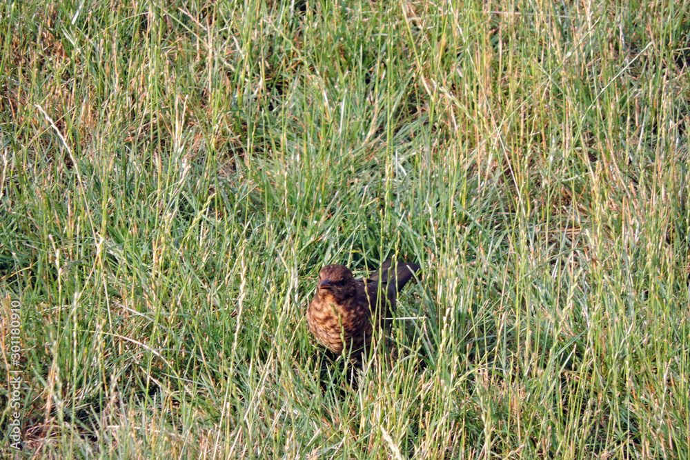 Wall mural A dark brown female Eurasian blackbird standing on green grass