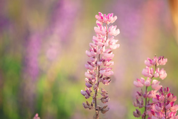 Blooming lupine flowers. Violet and pink lupin in meadow. Colorful bunch of lupines summer flower background.
