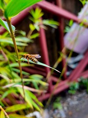 Indian small honey bee.