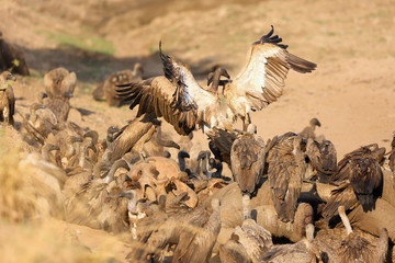 A flock of white-backed vulture (Gyps africanus) feeding on a large elephant by a river. Carrion scavengers on sandy river bank. Two vultures fighting for food sitting on an elephant skull.