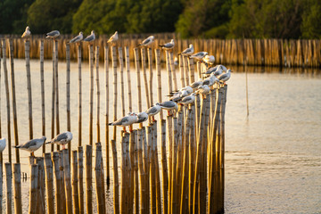 Seagull birds are standing on wooden timber in mangrove forest at Bang Pu - Thailand. Now is migration season that birds are escape from colder country to a warmer one.