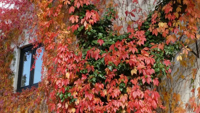 Rot Verf&auml;rbte Bl&auml;tter vom Wilden Wein (Vitis vinifera subsp. sylvestris) an einer Hauswand im Herbst, Deutschland, Europa