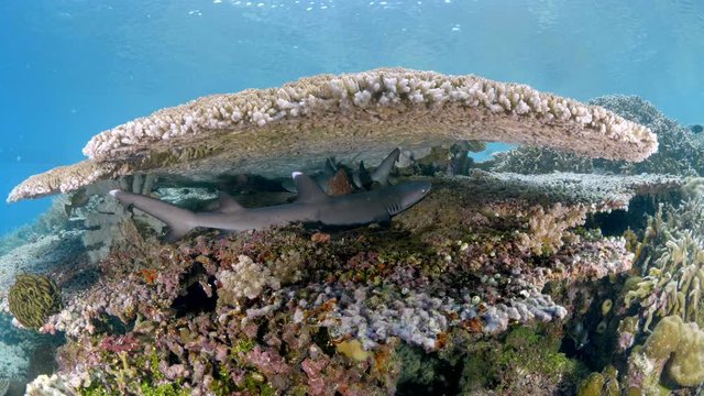 White Tip Sharks Swimming Under Coral Structure. Manado (Indonesia)