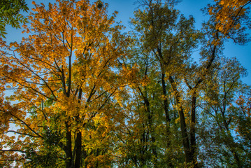 Naklejka premium Autumn colored trees in the city