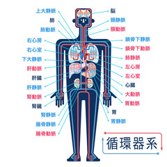 英語で各部位の名称が記載されている心臓と肺にフォーカスした循環器系のシンプルなイラスト Wall Mural Moana Akasso