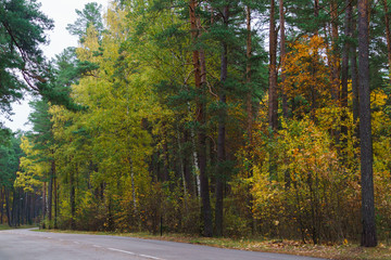 Obraz premium Road in the forest, surrounded by colorful trees. Autumn landscape.