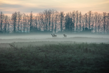 Autumn landscape with 4 roe deers in misty morning