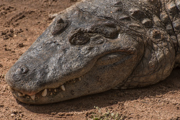 A close-up picture of a crocodile head