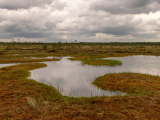 landscape with bog lake and small islands, bog pines and water reflections