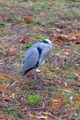 oiseau