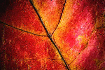 macro autumn red leaf background