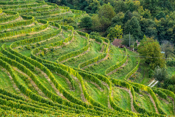 Wine region of Jeruzalem in Slovenia