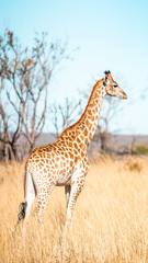 Giraffes herd family with baby eats in the South American savanna in a picturesque landscape with golden grass looking at the tourist during an atmospheric sunset on safari