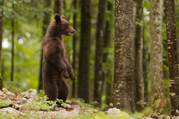 ours debout