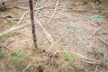 Sugarcane root at farm in country side of the North Vietnam