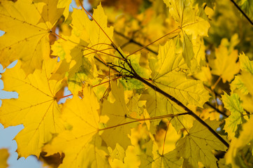 Yellow autumn leaves of deciduous trees-background