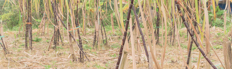Fototapeta premium Panoramic purple sugarcane farm in country side of the North Vietnam