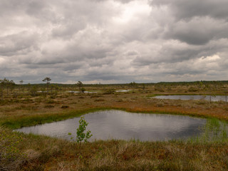 landscape with bog lake and small islands, bog pines and water reflections