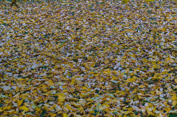 Yellowed ash leaves in a city park. Autumn landscape.