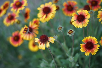 Fototapeta premium Yellow orange flowers rudbeckia grow in the summer garden