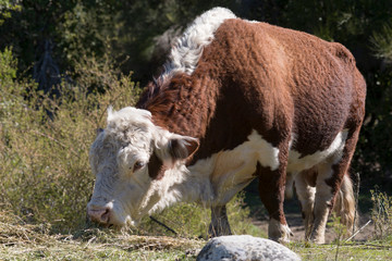 Hereford cow, eating and enjoying the Argentine countryside.