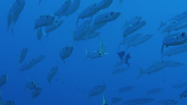 Bigeye barracuda (Sphyraena forsteri) swim in the clear, blue waters, Maldives