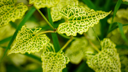 Green leaves pattern background, Natural background 