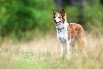 Beautiful adult brown and white Border Collie standing in forest.