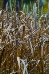 Decorative flowerbed in city park. Autumn landscape.