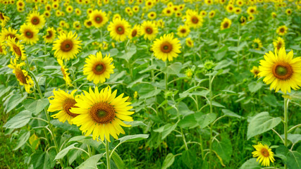 Sunflower in the morning farm