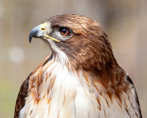 close up portrait of a red shouldered hawk
