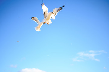 sea-gull in sky