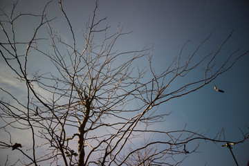 Autumn Tree timelapse shot