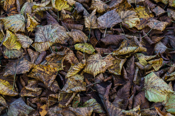 Withered linden leaves on the ground in late autumn.