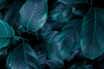 leaves of Spathiphyllum cannifolium, abstract green texture, nature background, tropical leaf