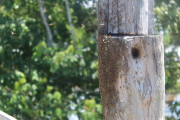 trunk of a tree