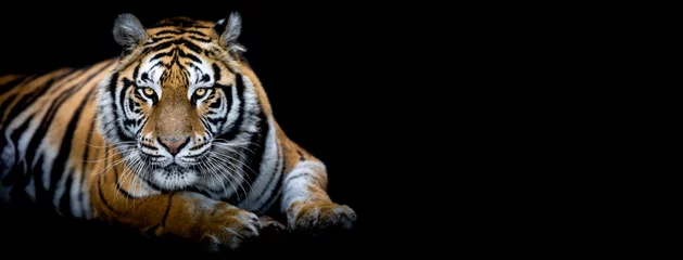 Fototapete Rund Tiger mit schwarzem Hintergrund © AB Photography