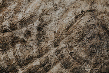 Textura de madera en sección de tronco