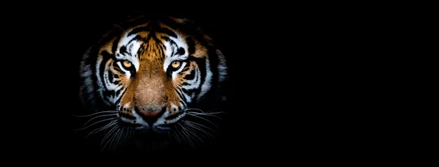 Wandaufkleber Tiger mit schwarzem Hintergrund © AB Photography