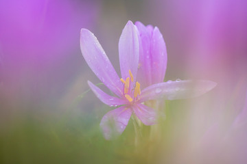 Autumn crocus in a cold morning
