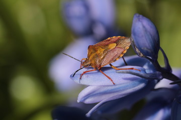 Blattwanze