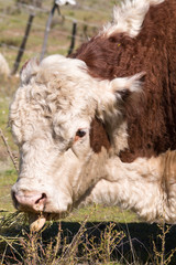 Hereford cow, eating and enjoying the Argentine countryside.